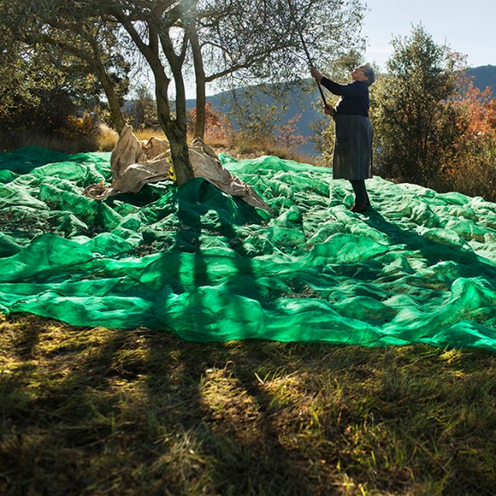 La Teresa, de Casa Toà, plega olives a Pessonada. Pallars Jussà © Oriol Clavera